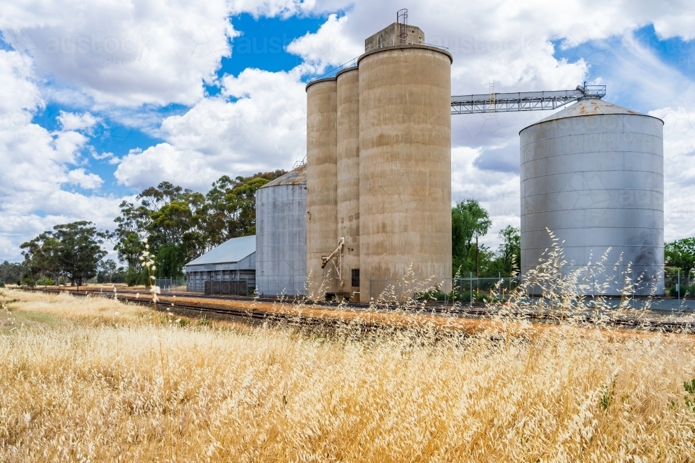 Looking up at rural grain silos through tall dry grass - Australian Stock Image