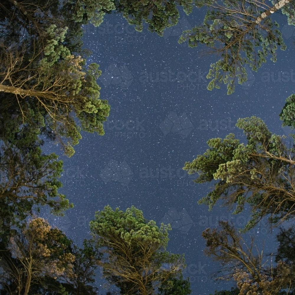 Looking up at starry night sky with trees in foreground - Australian Stock Image