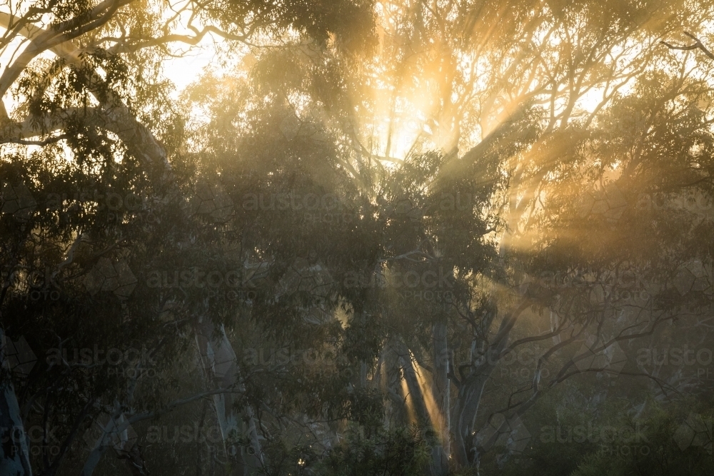 Looking up at sunlight shining through forest trees - Australian Stock Image