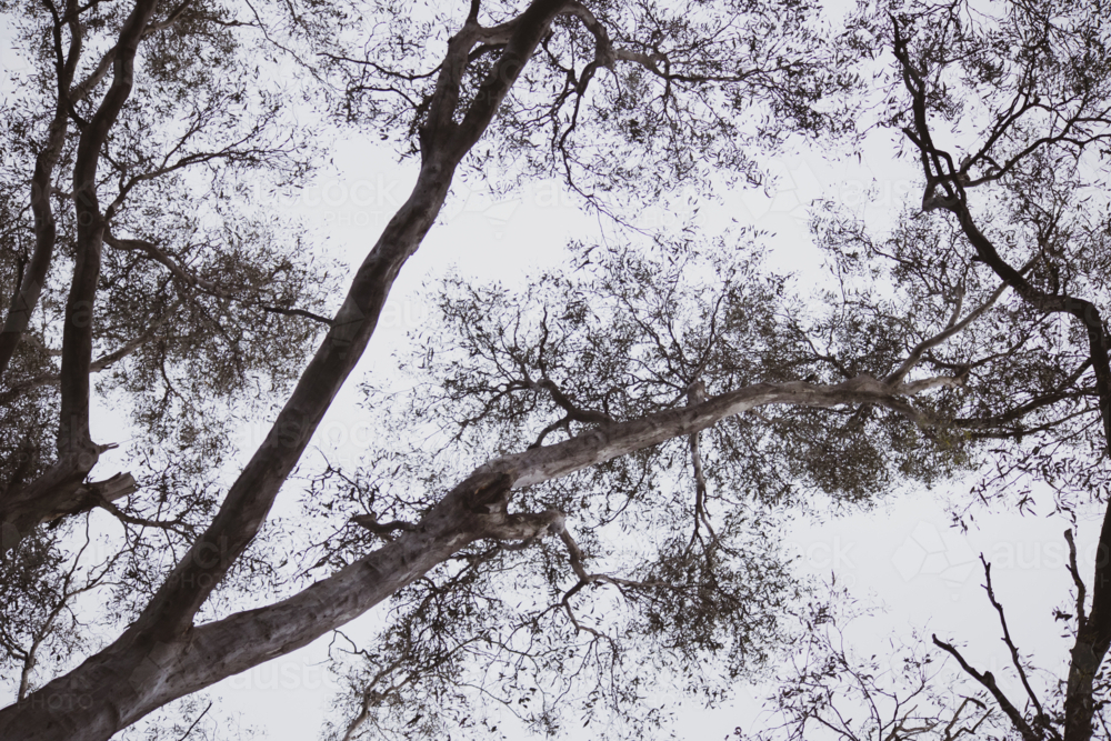 looking up at the gumtree treetops - Australian Stock Image