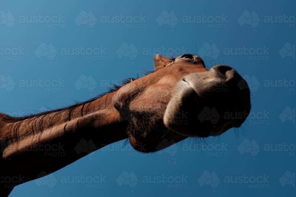 Looking up at the neck and head of a Bay Horse - Australian Stock Image