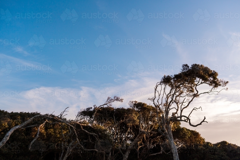 Looking up at the tops of trees with curving branch against a blue sky as the sun sets. - Australian Stock Image
