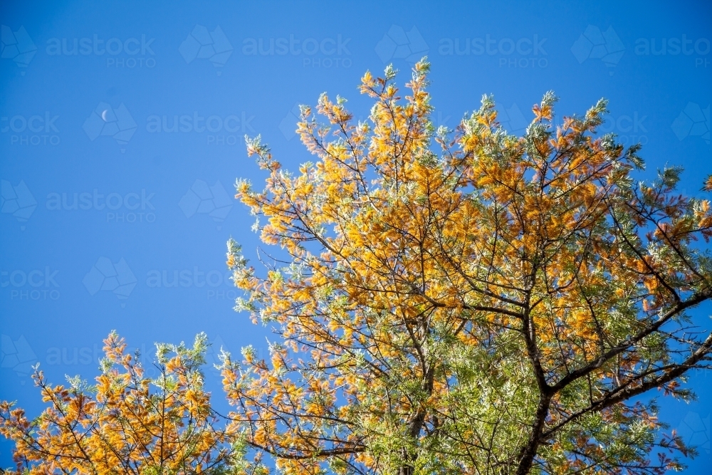 looking up at yellow orange silky oak flowers on a grevillea robusta - Australian Stock Image