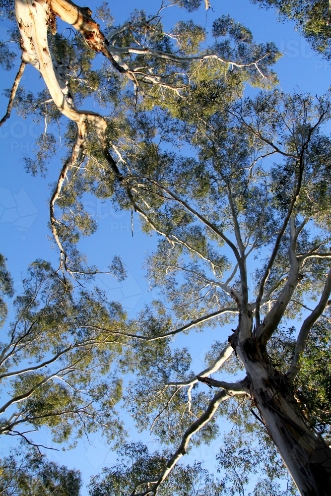 Looking up into canopy of eucalypts - Australian Stock Image