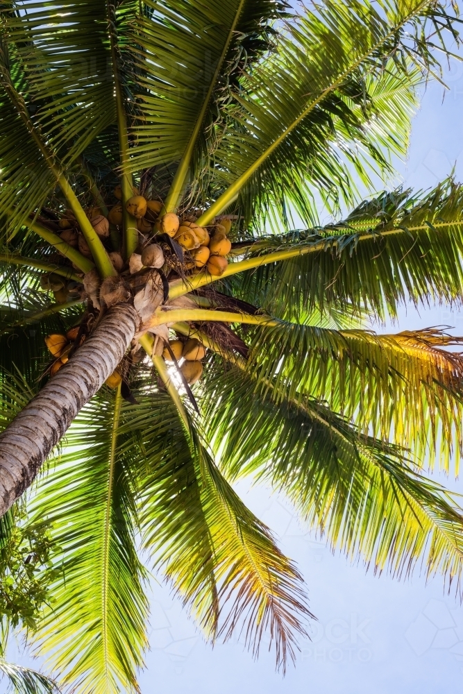 looking up into the green fronds of a tropical palm tree - Australian Stock Image