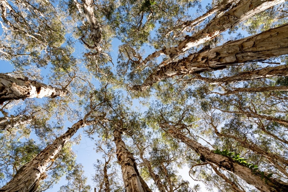 Looking up into the trees treetops towards the  sky - Australian Stock Image