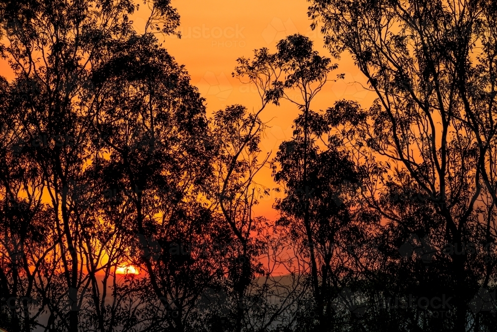 Looking up into tree canopy with dramatic orange sky and setting sun - Australian Stock Image
