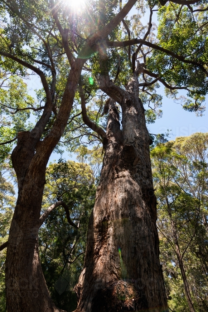Looking up into very tall trees with sunburst - Australian Stock Image