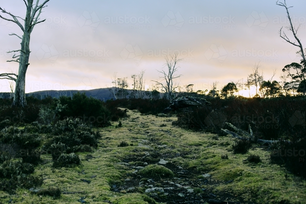 Looking up natural grassy pathway with vegetation on either side at dusk - Australian Stock Image