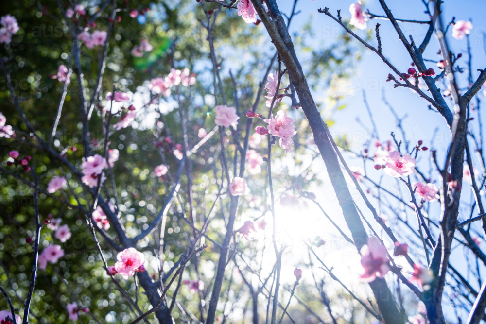 Looking up through blooming pink spring blossoms against sunny sky in Perth, Western Australia - Australian Stock Image