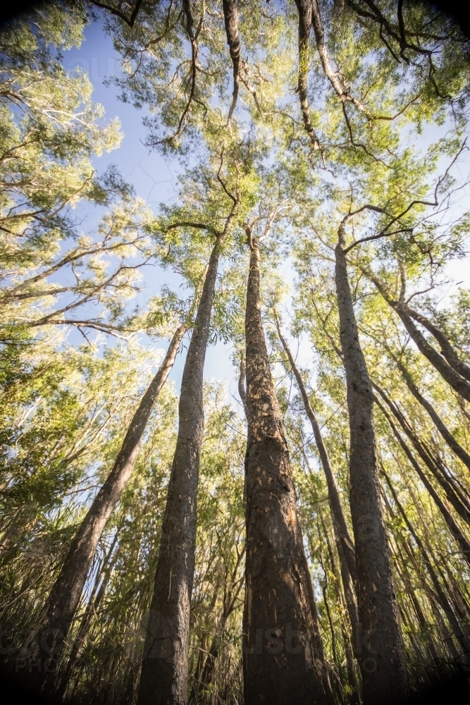 Looking up to sky through trees - Australian Stock Image