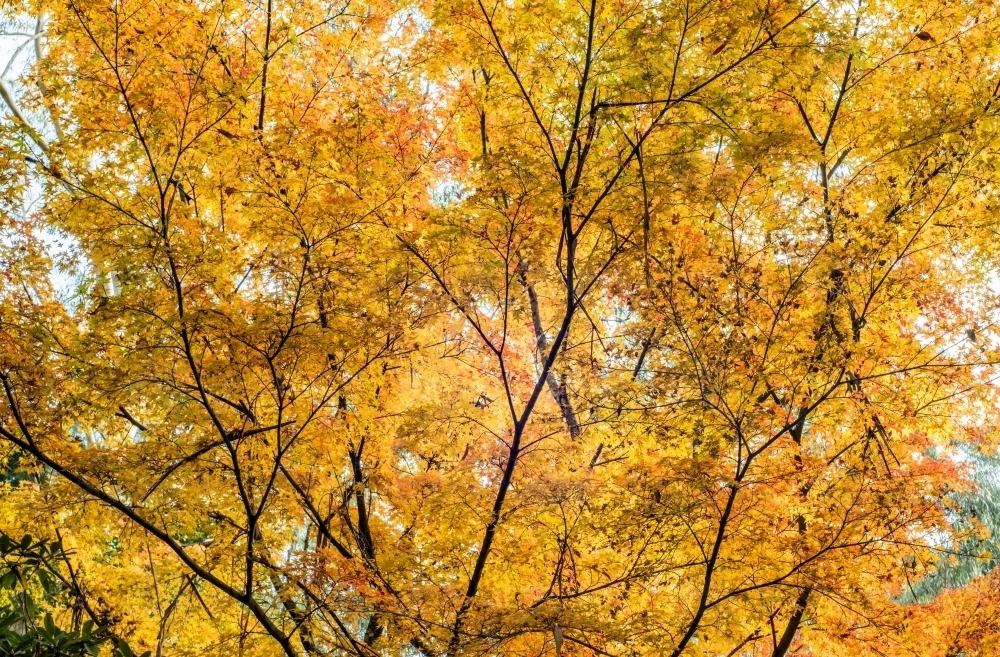 Looking up to the yellow autumn leaves and branches - Australian Stock Image