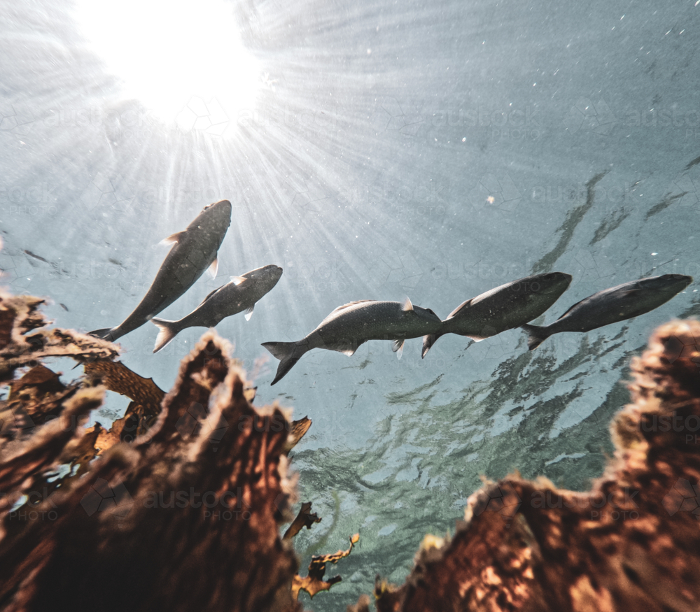 Looking up underwater at a school of fish amongst brown seaweed and sun above - Australian Stock Image