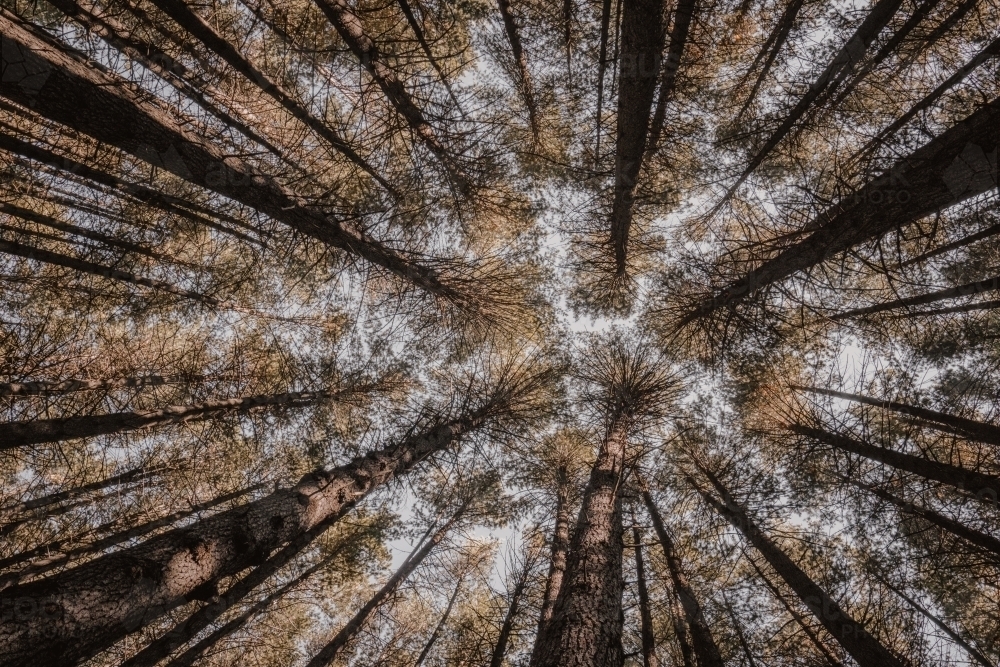 Lookup photo of the trees in the Sugar Pine walk - Australian Stock Image
