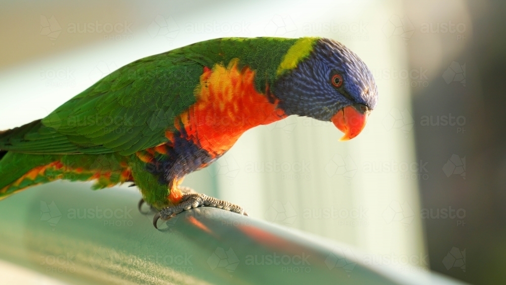 Lorikeet standing on balcony railing : Austockphoto Lorikeet standing on balcony railing - Australian Stock Image