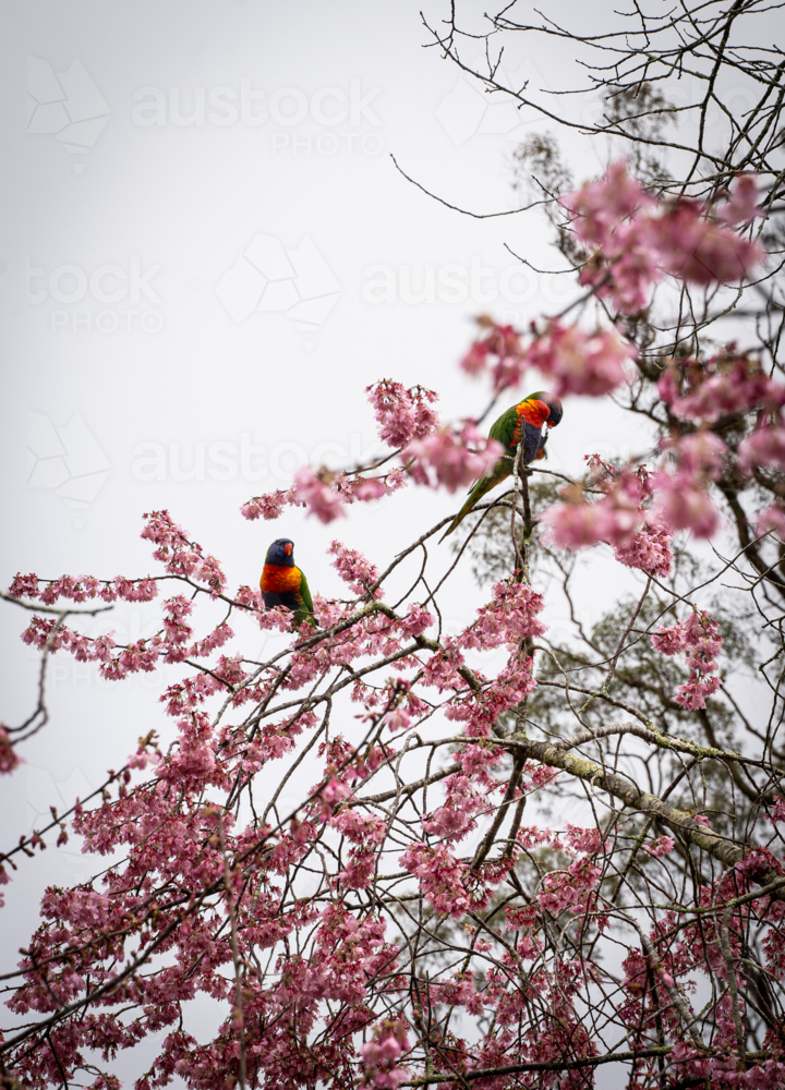 Lorikeets in pink cherry blossoms - Australian Stock Image