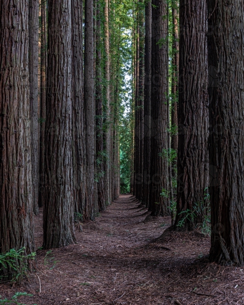 lost among the trees at Redwood Forest, Victoria - Australian Stock Image