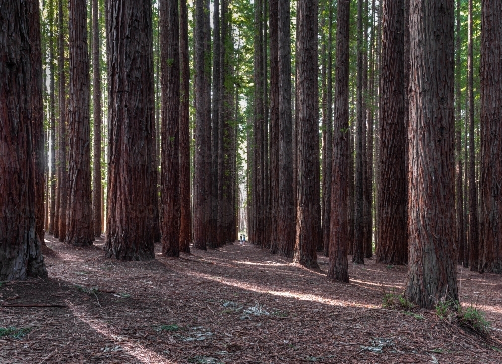 lost among the trees at Redwood Forest, Victoria - Australian Stock Image