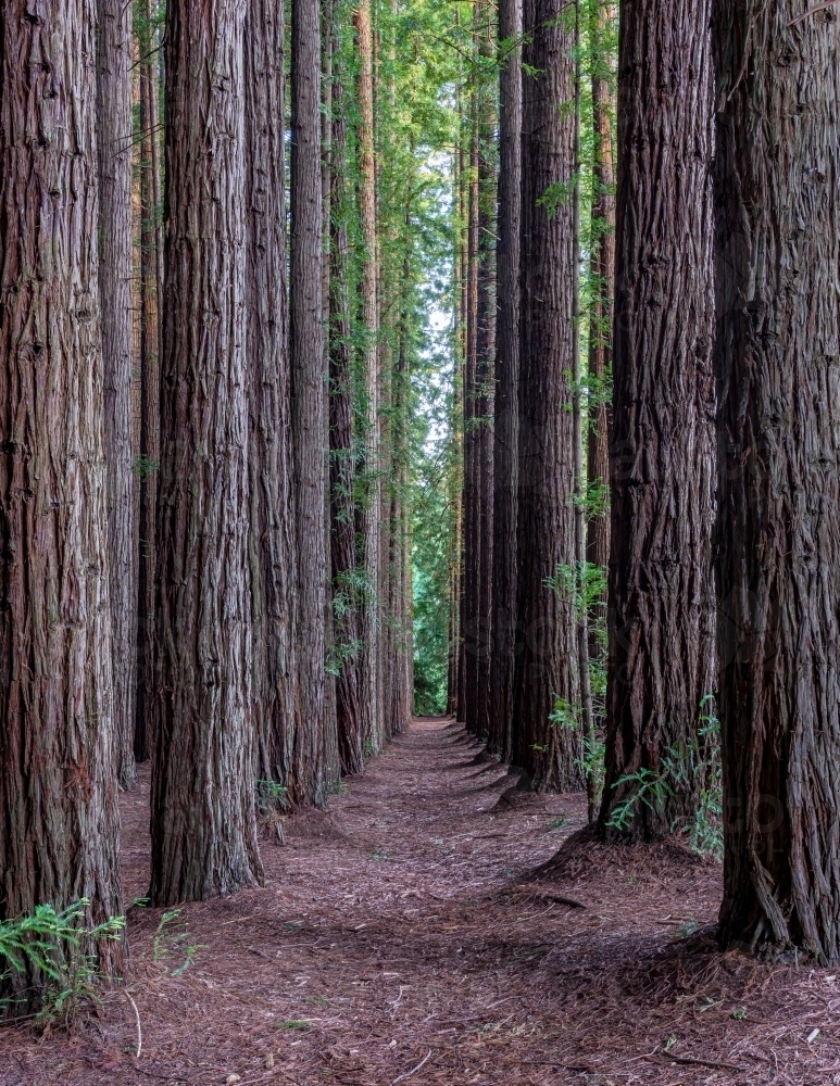 lost among the trees at Redwood Forest, Victoria - Australian Stock Image