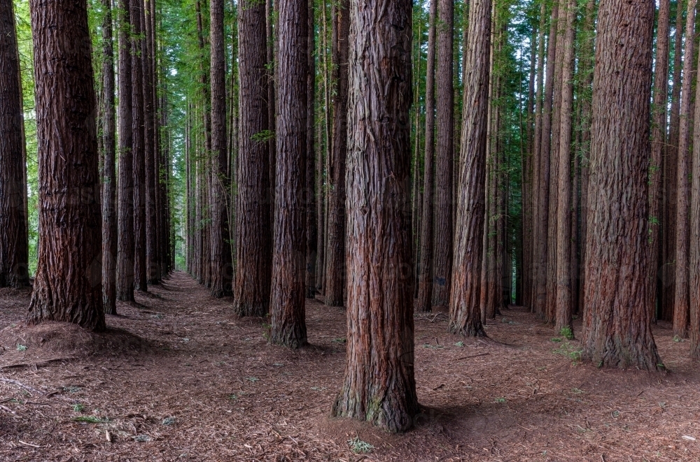 lost among the trees at Redwood Forest, Victoria - Australian Stock Image