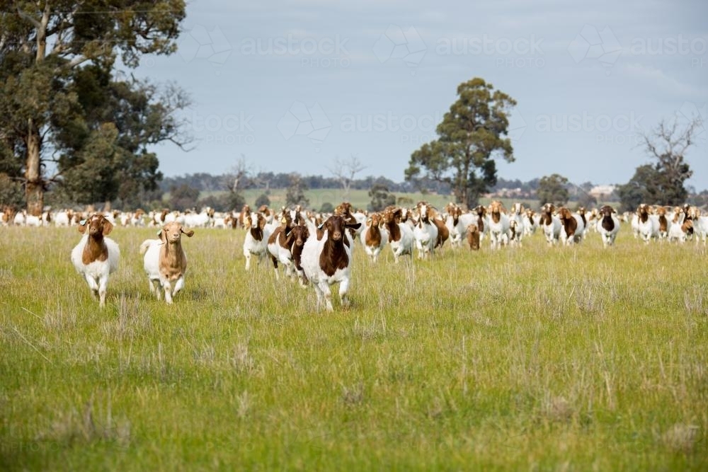 Lots of boer goats running in a paddock of green grass - Australian Stock Image