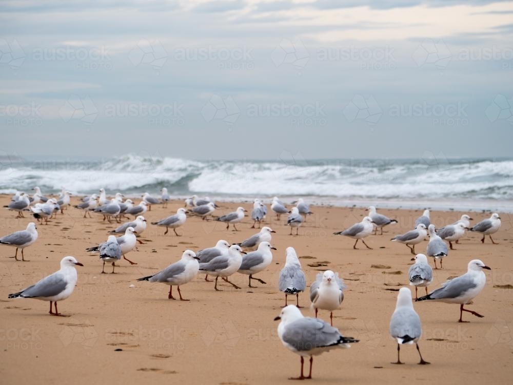 Lots of seagulls standing on a beach with waves behind - Australian Stock Image