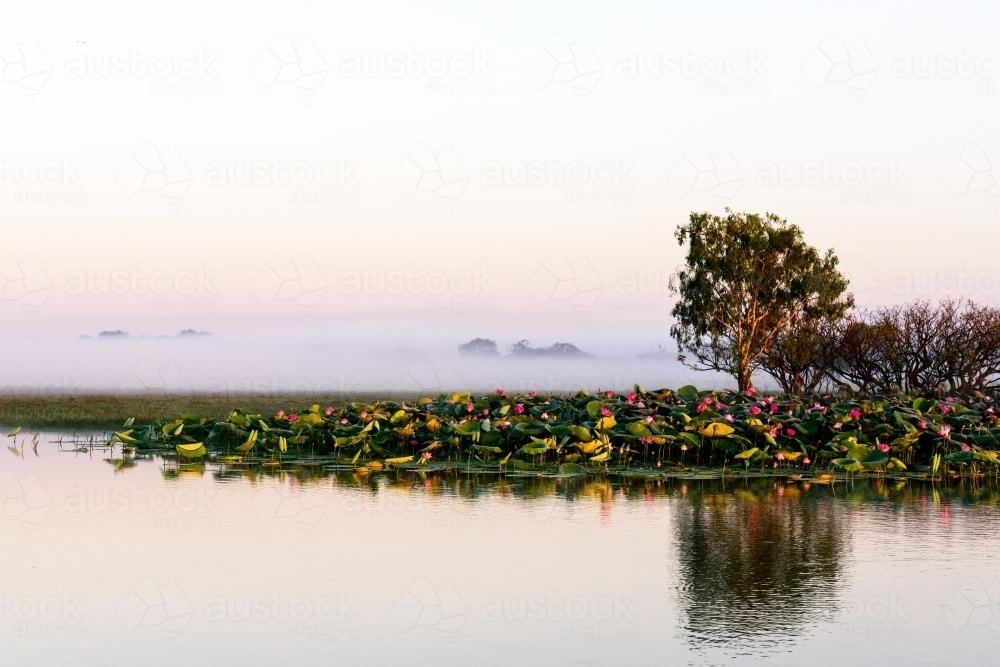 Lotus flowers on a river at dawn - Australian Stock Image