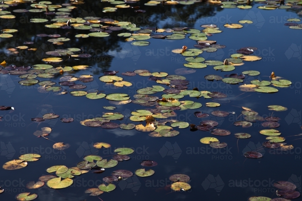 Lotus leaves in pond - Australian Stock Image