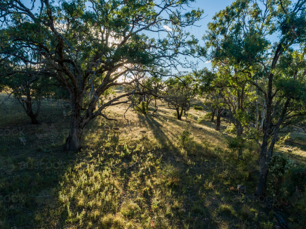 low aerial view of sheep walking through farm paddock amongst gum trees in morning light - Australian Stock Image