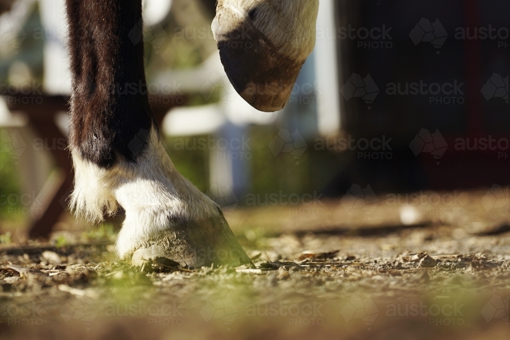 Image of Low angle of horses hooves Austockphoto