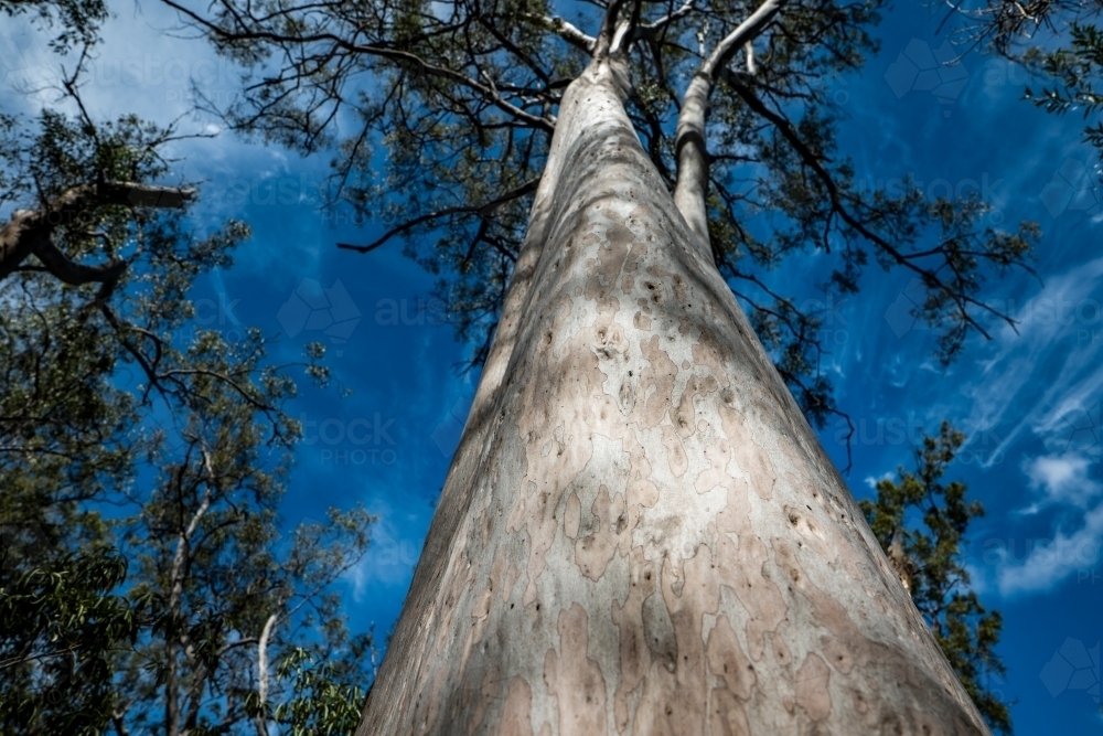 Low angle shot of a tall tree trunk and its vast leaves and branches - Australian Stock Image
