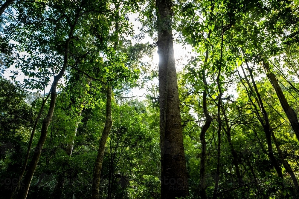 Low angle shot of a tropical rainforest - Australian Stock Image