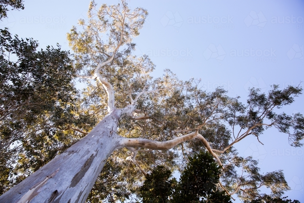 Low-angle shot of eucalyptus tree - Australian Stock Image
