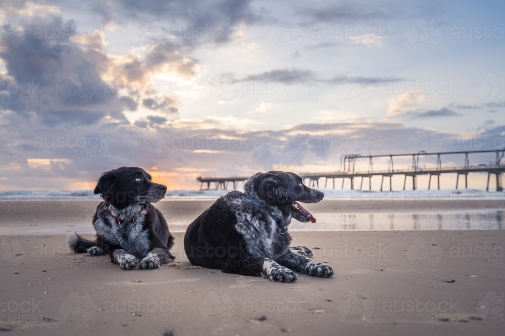Low angle two dogs resting on beach at sunrise - Australian Stock Image