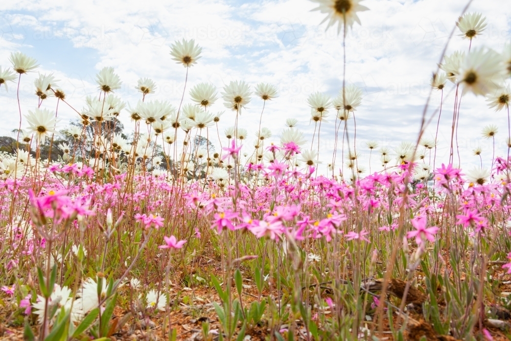 low angle view of everlastings - Australian Stock Image