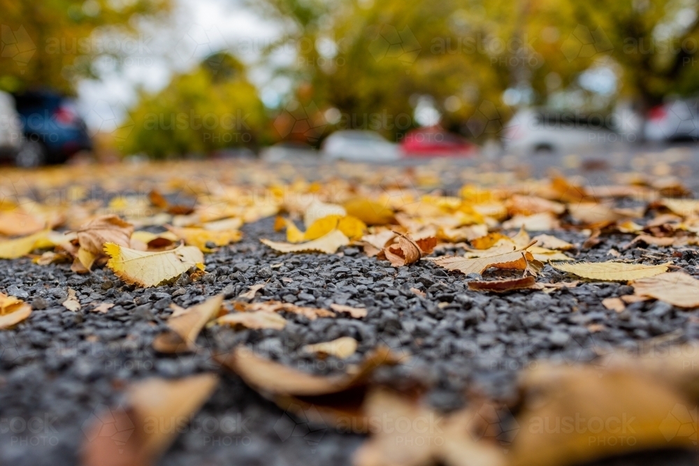 Low angle view of fallen yellow autumn leaves on street - Australian Stock Image
