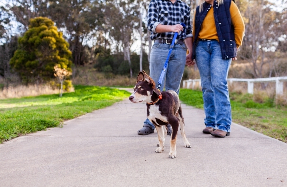 Low angle view of kelpie puppy dog on leash going for a walk with owners - Australian Stock Image