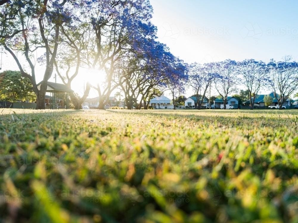 low angle view of park lawn with picnic table shelter and flowering jacaranda trees in bloom - Australian Stock Image