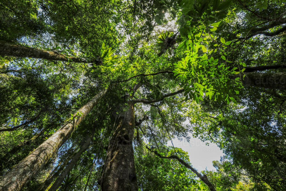 Low angle view of strangler fig rising through rainforest in Copeland Tops, NSW, Australia - Australian Stock Image