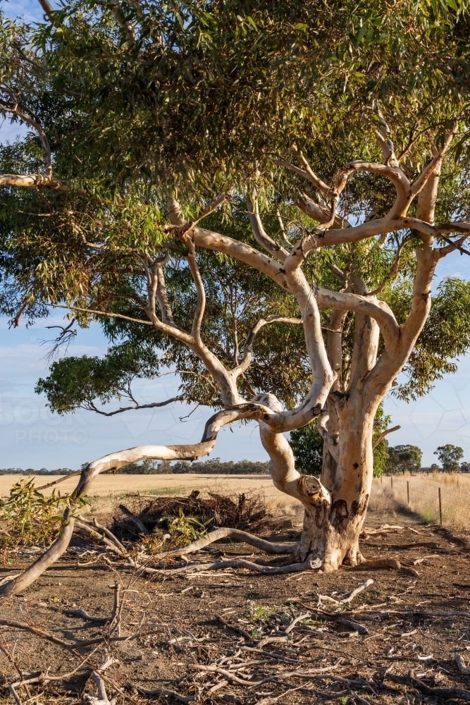 Low angled view of a gumtree with twisted branches and dead fallen wood beneath - Australian Stock Image