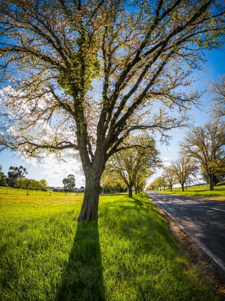 Low angled view of an avenue of trees in Spring, along the sides of a country road - Australian Stock Image