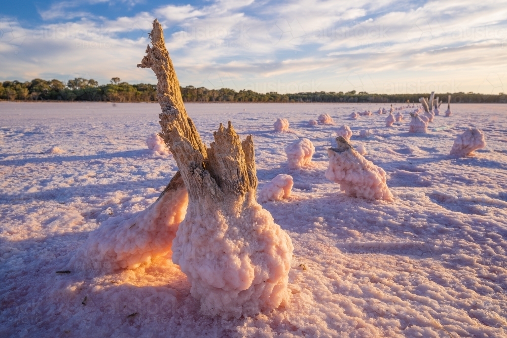 Low angled view of weathered fenceposts in a salt lake encrusted with pink salt crystals - Australian Stock Image