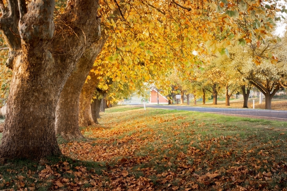 Low angled view under a row of large trees with golden leaves covering the ground - Australian Stock Image