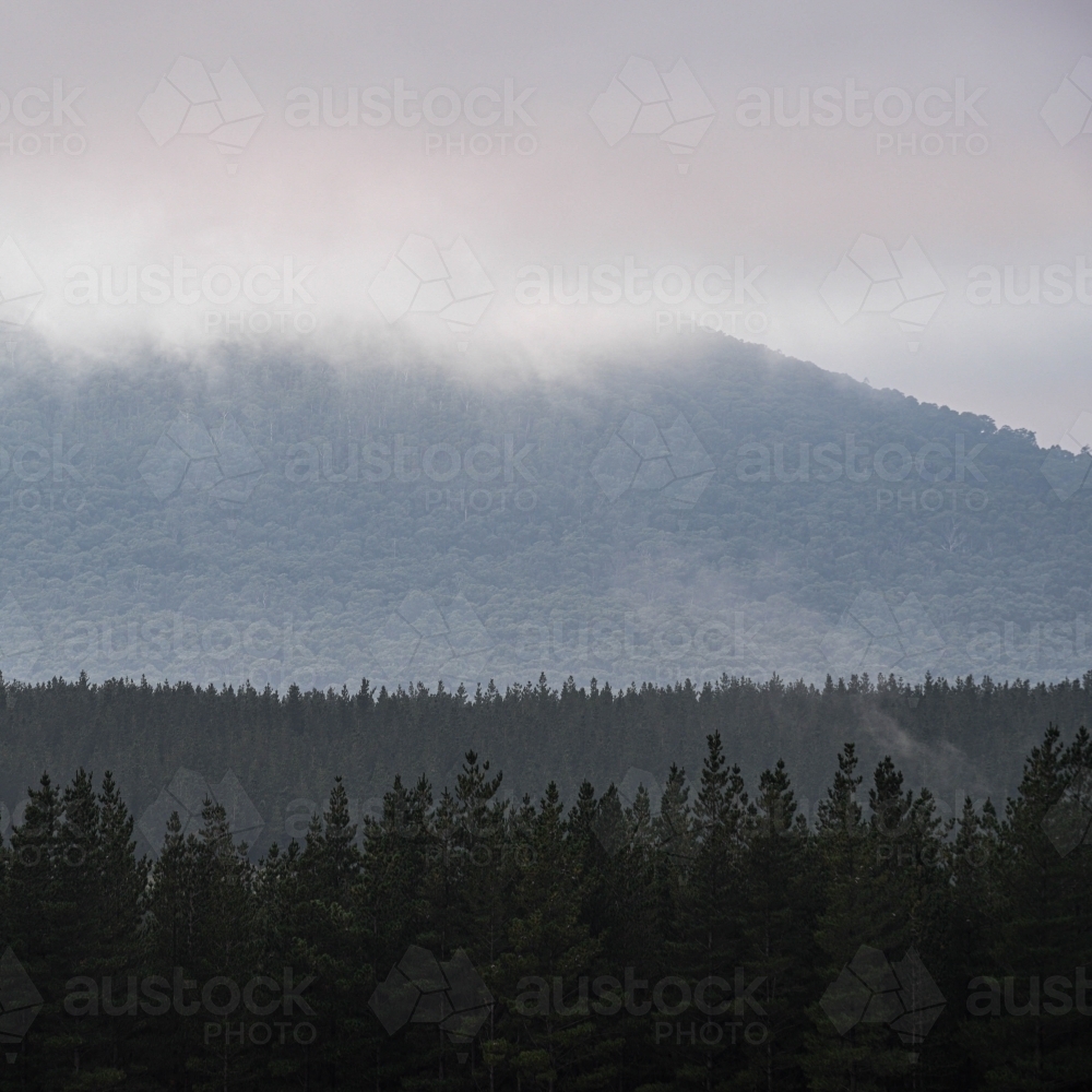 low cloud over Macedon Mountain Ranges with forest in the foreground - Australian Stock Image