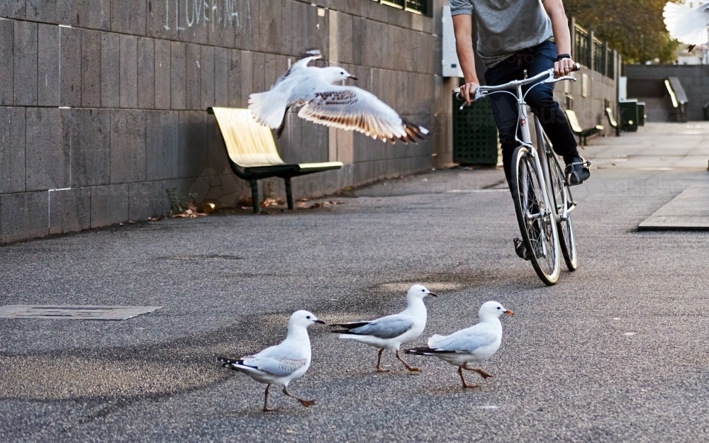 Low Section Of Man Riding Bicycle with Seagulls On Street - Australian Stock Image