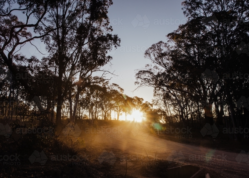 Low sun through silhouetted bushland - Australian Stock Image