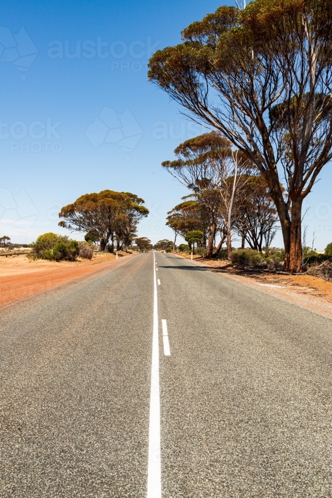 Low view of long straight bitumen country road with white lines, trees and clear blue sky - Australian Stock Image