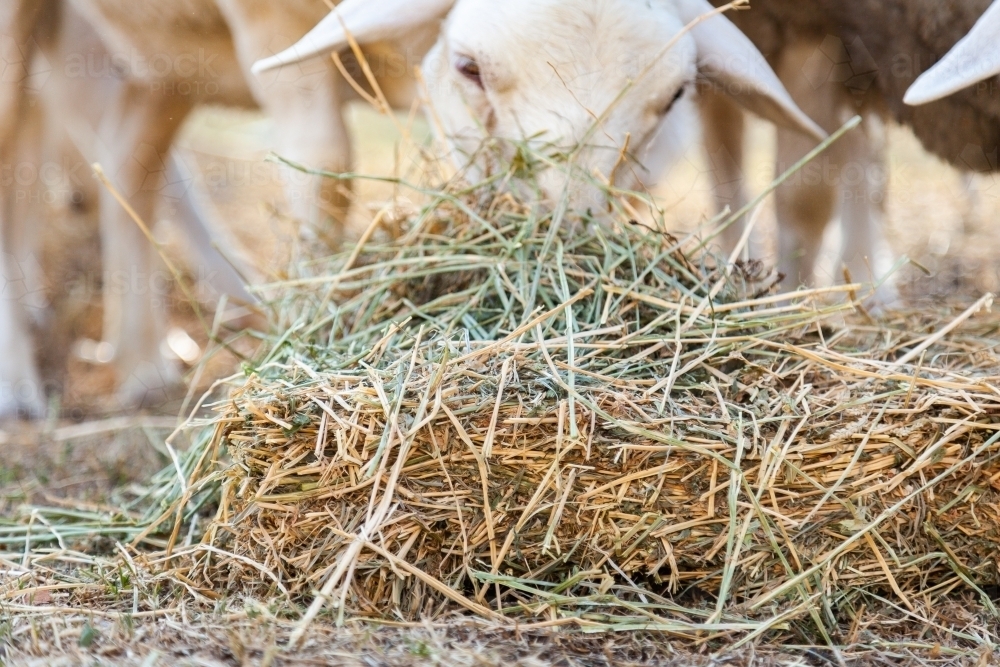 Lucerne hay on the ground feeding livestock in drought - Australian Stock Image