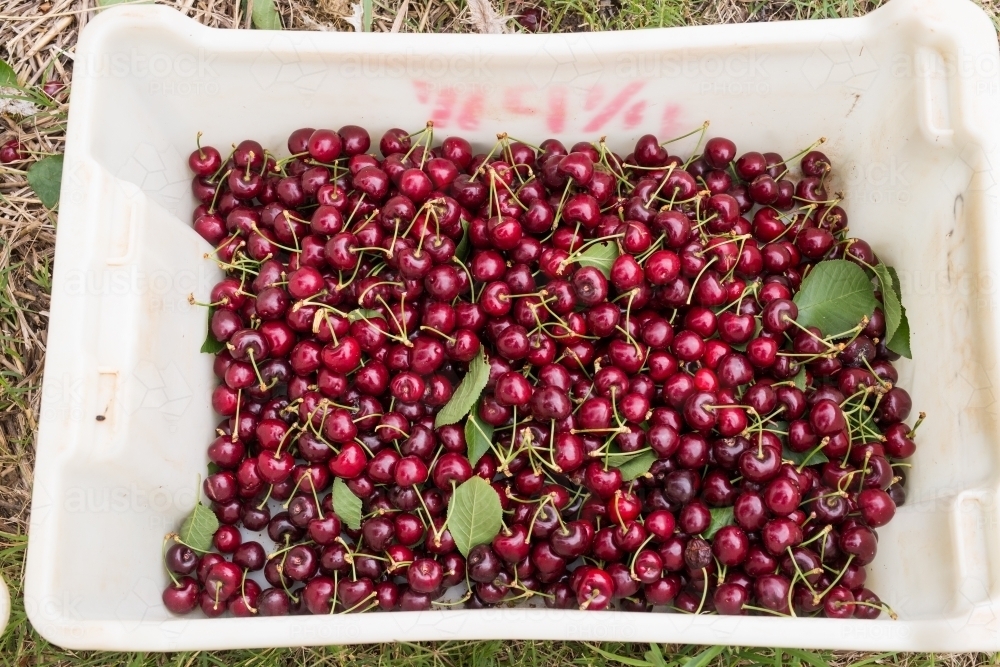 Lug of freshly picked cherries - Australian Stock Image