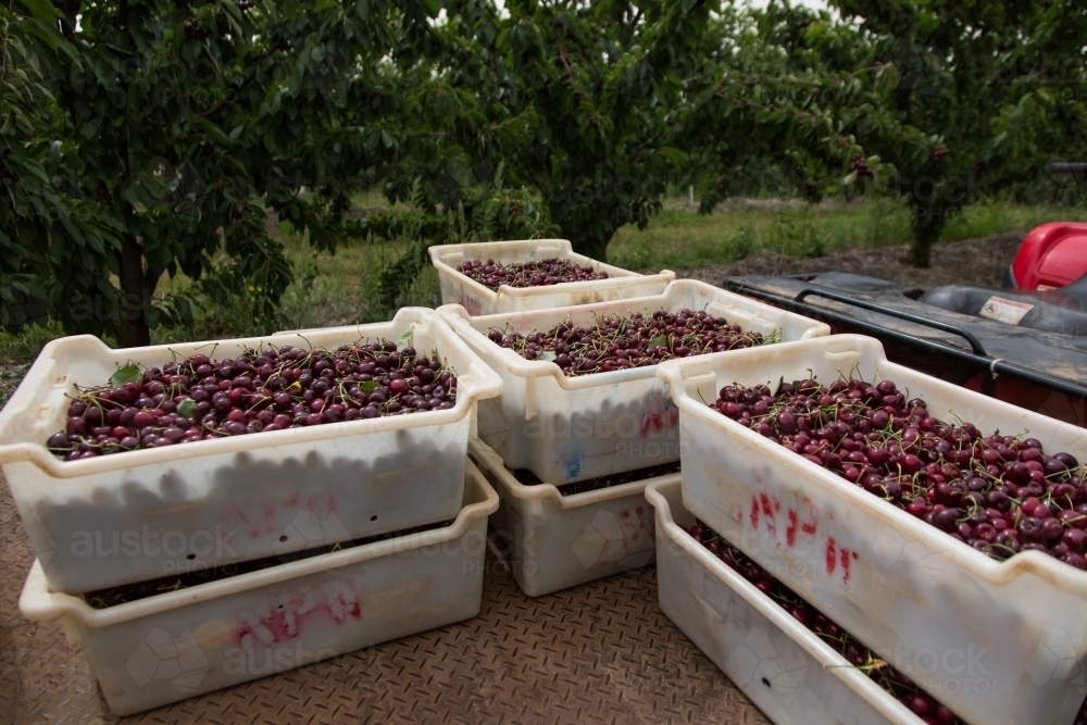 Image of Lugs of freshly picked cherries Austockphoto